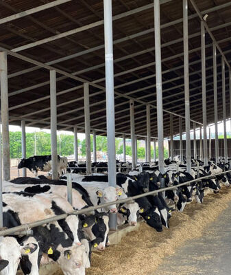Weld Steel Structure Cow Shed Construction , Temporary Livestock Shelter