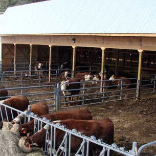 Durable Steel Structure Cow Shed Fire Resistant Long Lasting Metal Livestock Shed