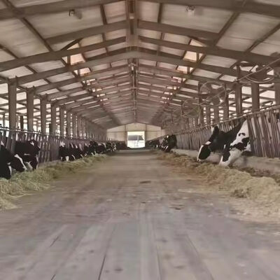 Prefab Steel Structure Cow Shed Earthquake Resistant For Cattle Management