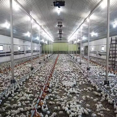 Prefab Steel Structure Chicken House Building , Light Steel Fabricated Building