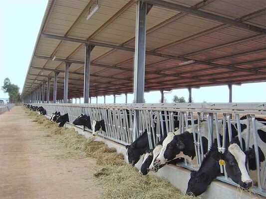 Prefabricated Steel Structure Dairy Cow Shed , Modern Metal Agricultural Sheds