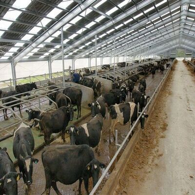 Easy Install Modern Cattle Shed , Prefabricated Metal Farm Barns