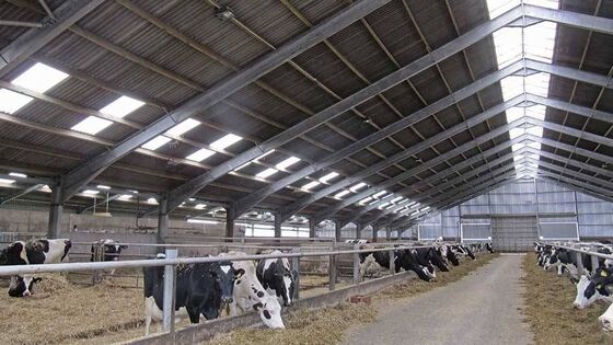 Easy Install Prefab Barns And Sheds , Metal Cattle Shed Construction