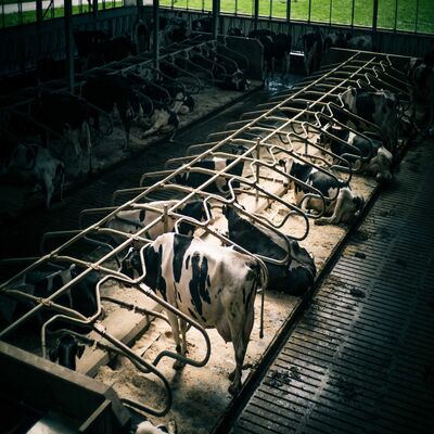 Prefab Steel Structure Warehouse , Metal Dairy Barn Building