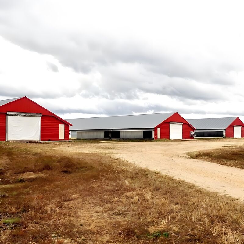 Modern Steel Chicken Farm Building , Light Steel Structure Poultry House