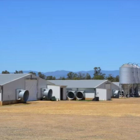 Light Weight Steel Structure Chicken House Customized Size / Color