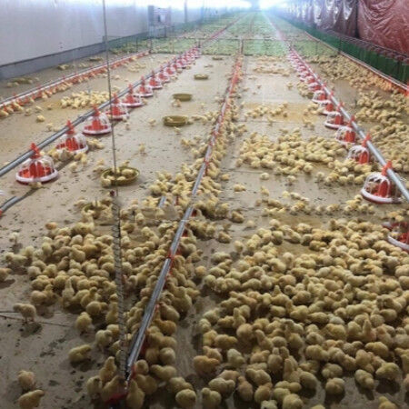 Light Weight Steel Structure Chicken House Customized Size / Color