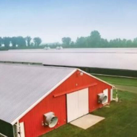 Customized Modern Steel Structure Chicken House Layer Cage For Chickens Poultry Farm