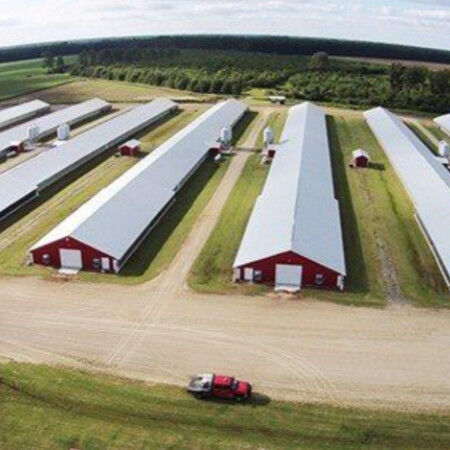 Customized Modern Steel Structure Chicken House Layer Cage For Chickens Poultry Farm