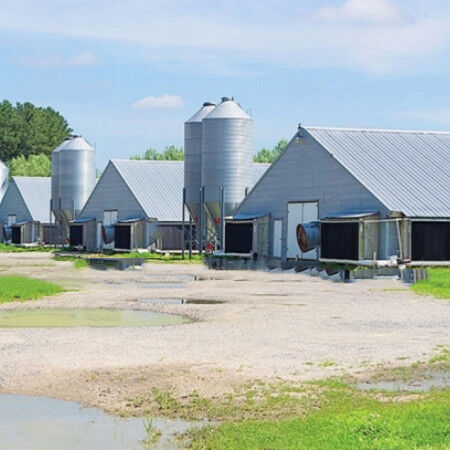 Lightweight Steel Frame House , Chicken Farm Structure Customized