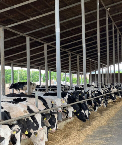 Weld Steel Structure Cow Shed Construction , Temporary Livestock Shelter