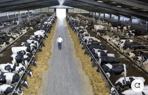 Weld Steel Structure Cow Shed Construction , Temporary Livestock Shelter