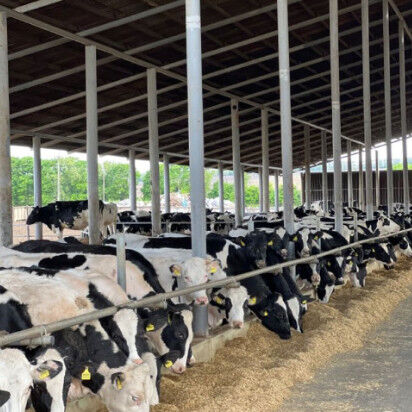 Durable Steel Structure Cow Shed Fire Resistant Long Lasting Metal Livestock Shed