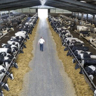 Durable Steel Structure Cow Shed Fire Resistant Long Lasting Metal Livestock Shed