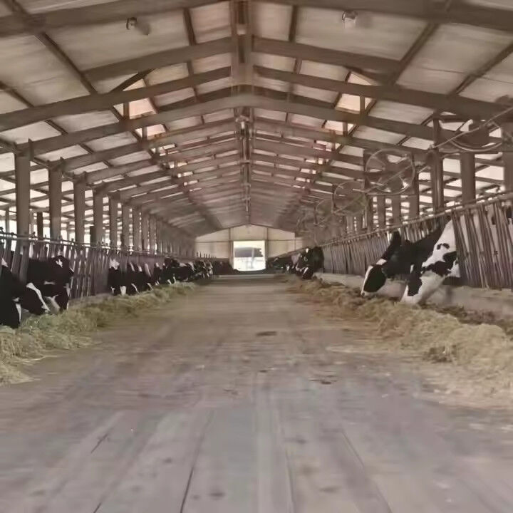 Prefab Steel Structure Cow Shed Earthquake Resistant For Cattle Management