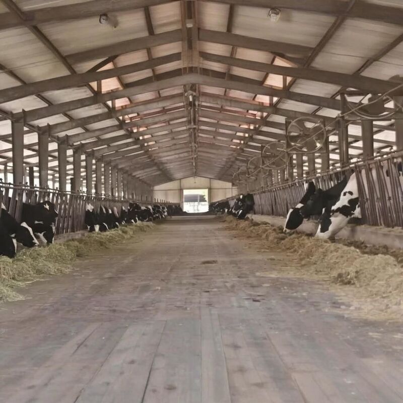 Q235 Q345 Steel Structure Cow Shed Temporary Prefab Metal Storage Sheds