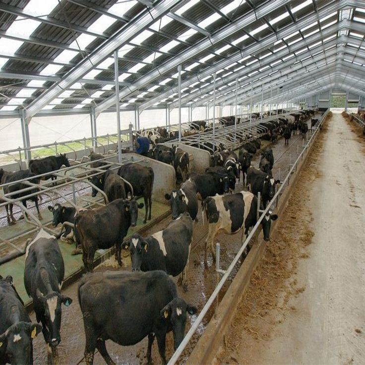 Easy Install Modern Cattle Shed , Prefabricated Metal Farm Barns