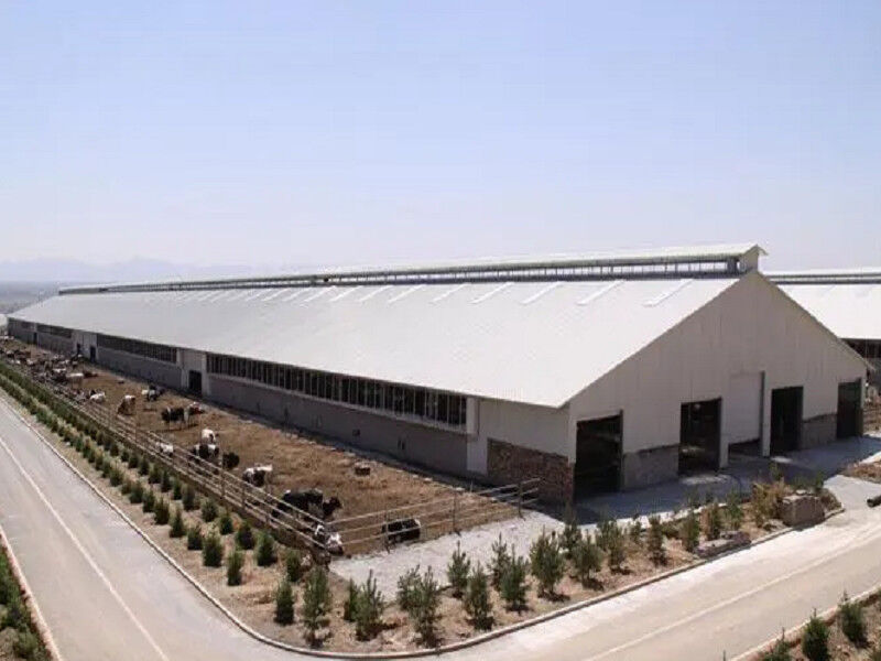 Ventilation Steel Structure Cow Shed , Durable Steel Livestock Shelter For Dairy Farm