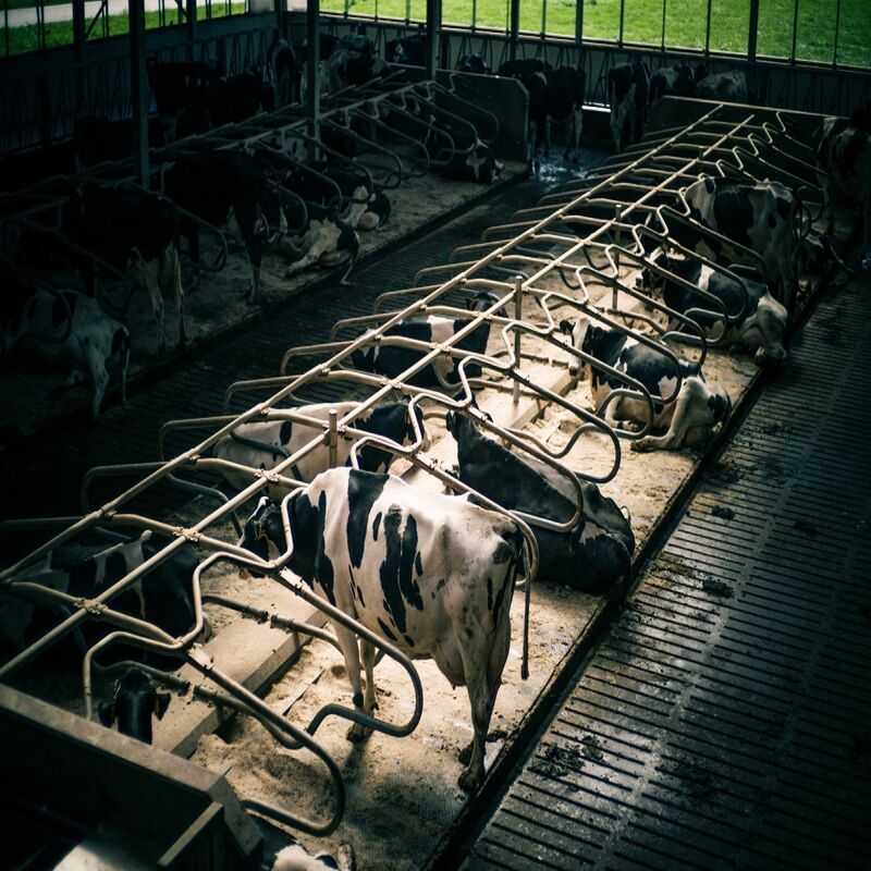 Prefab Steel Structure Warehouse , Metal Dairy Barn Building