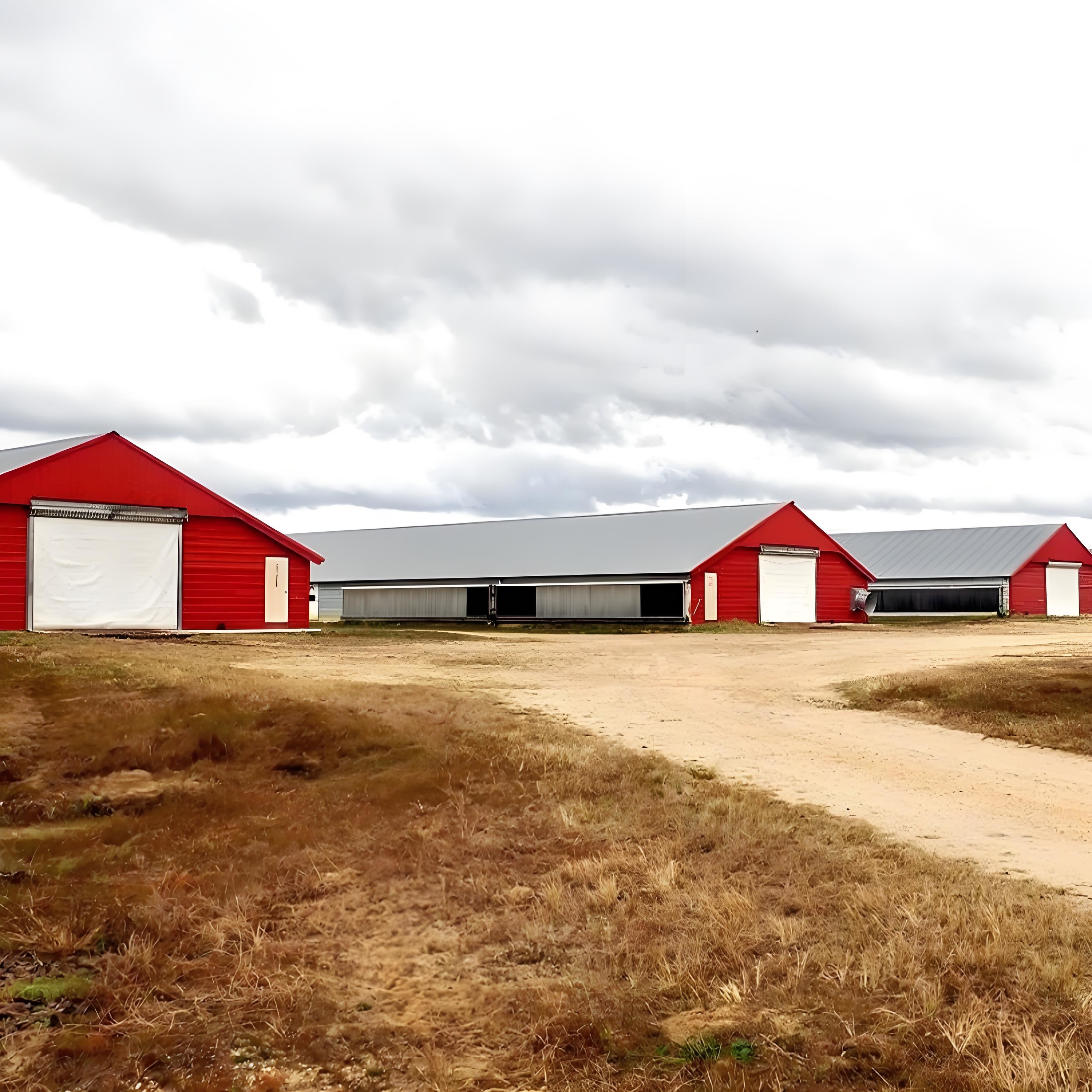Modern Steel Chicken Farm Building , Light Steel Structure Poultry House