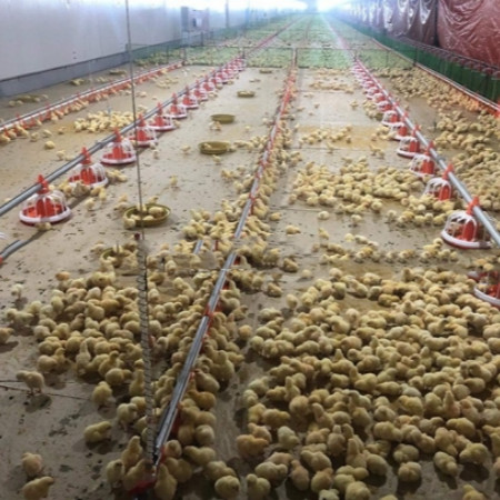 Light Weight Steel Structure Chicken House Customized Size / Color