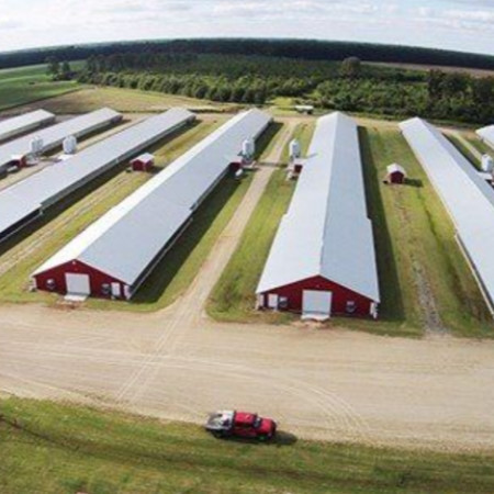 Customized Modern Steel Structure Chicken House Layer Cage For Chickens Poultry Farm