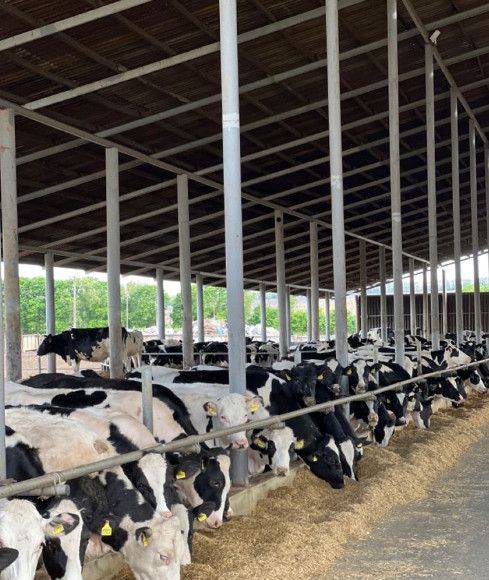 Weld Steel Structure Cow Shed Construction , Temporary Livestock Shelter