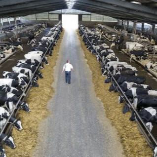 Durable Steel Structure Cow Shed Fire Resistant Long Lasting Metal Livestock Shed