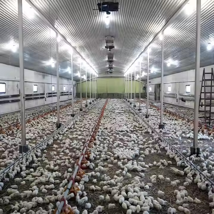 Prefab Steel Structure Chicken House Building , Light Steel Fabricated Building