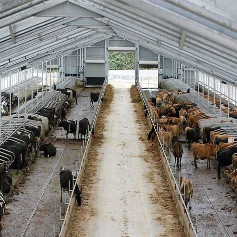 Prefabricated Steel Structure Dairy Cow Shed , Modern Metal Agricultural Sheds