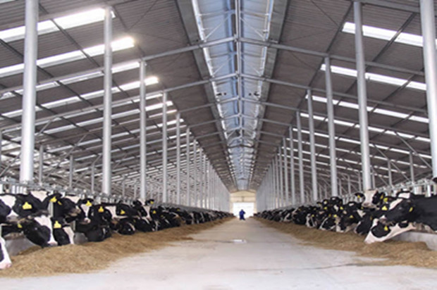 Steel Frame Prefabricated Goat Shed Q235B Q355B Steel Factory Shed