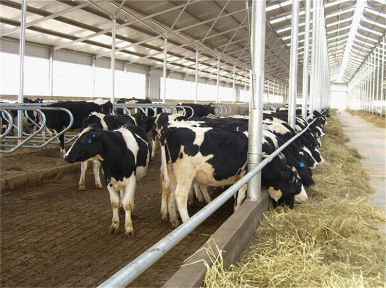 Ventilation Steel Structure Cow Shed , Durable Steel Livestock Shelter For Dairy Farm