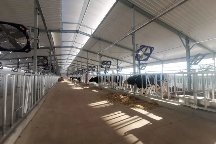 Light Prefab Steel Livestock Barns , Custom Steel Shed Construction