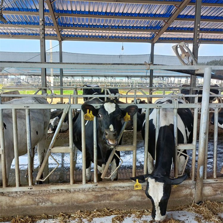 Prefab Steel Structure Warehouse , Metal Dairy Barn Building