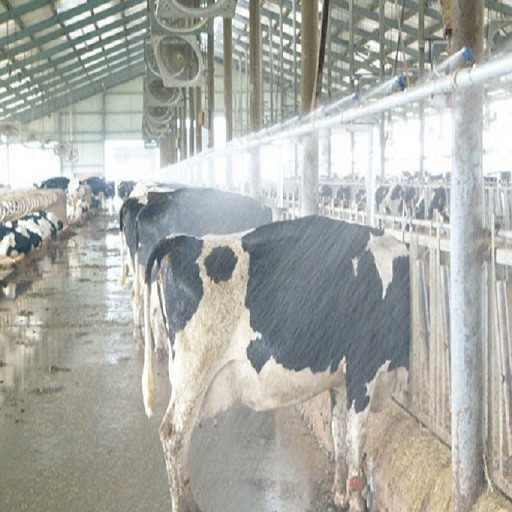 Prefab Steel Structure Warehouse , Metal Dairy Barn Building