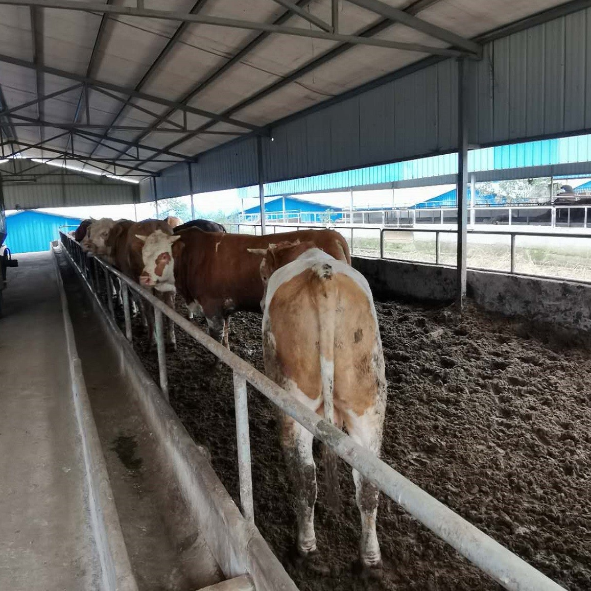 Modern Light Steel Frame Horse Barns , Steel Structure Building Cattle Shed