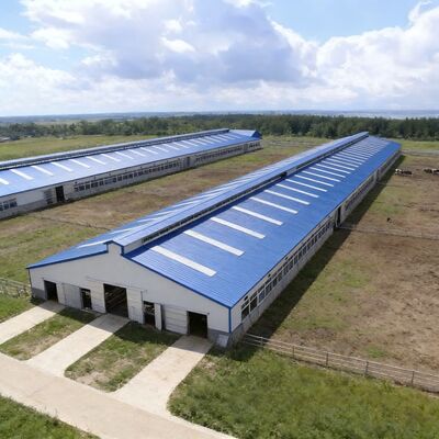 Customizable Multi-Bay Steel Structure Cow Barn for Commercial Ranch Thermal Insulation