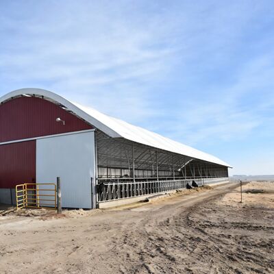 Single Barn Custom Customizable Multi-Bay Steel Structure Cow Barn for ...